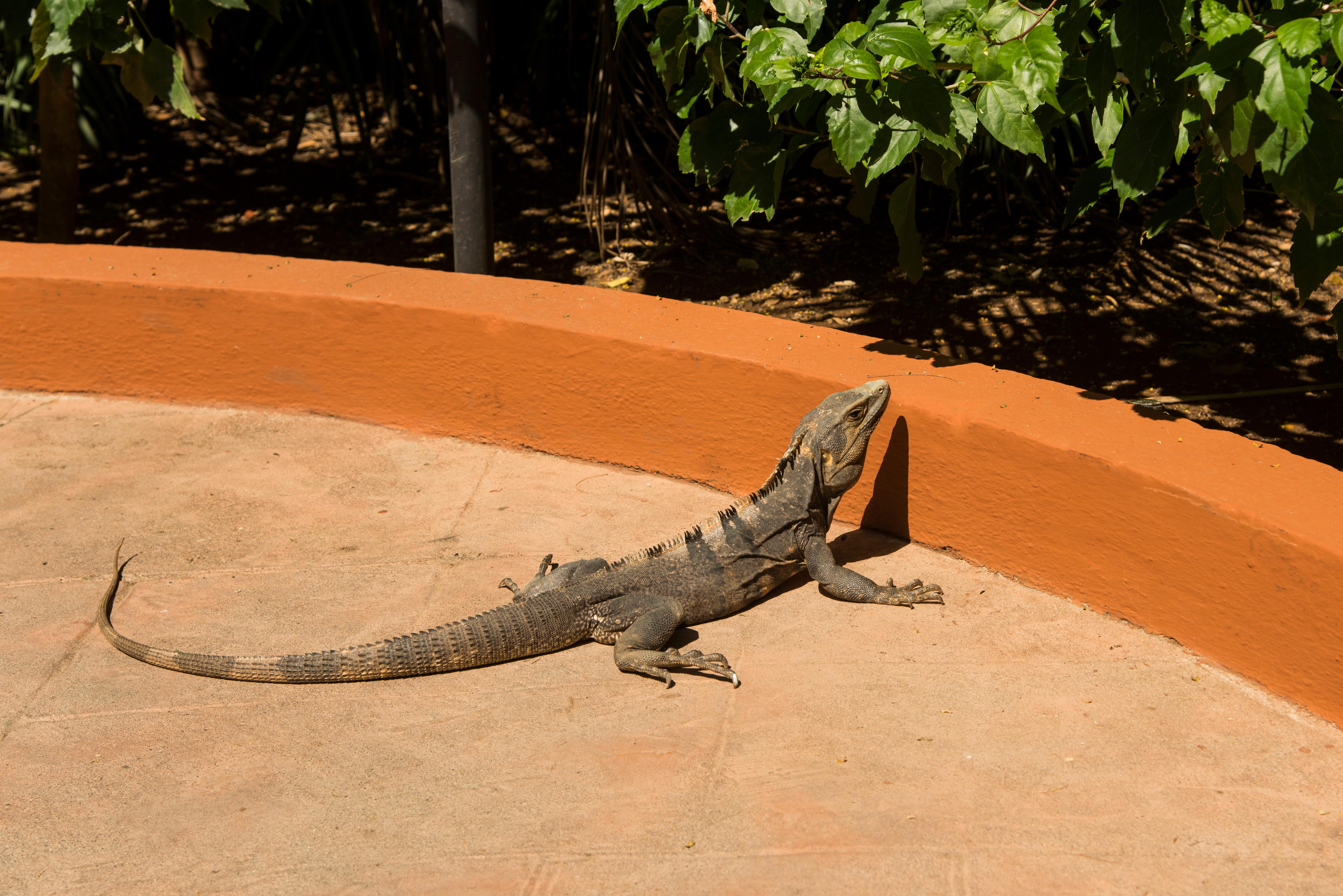 Occidental Tamarindo Hotel Exterior photo